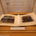 Album di stampe all\'albume colorate a mano, 1880-90 - img_1316