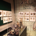 Al Museo Nazionale del Cinema la mostra 'Stefano Bessoni. La Mole delle Meraviglie'