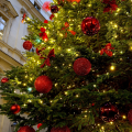 Acceso l’Albero di Natale di Palazzo Civico