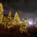 Il boschetto di Natale in piazzetta Reale