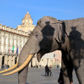 In piazza Castello l’elefante Fritz annuncia la riapertura del museo regionale di Scienze Naturali