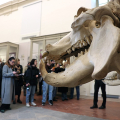 Riapre al pubblico il Museo Regionale di Scienze Naturali