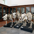Riapre al pubblico il Museo Regionale di Scienze Naturali