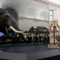 Riapre al pubblico il Museo Regionale di Scienze Naturali