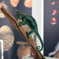 Riapre al pubblico il Museo Regionale di Scienze Naturali