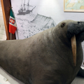 Riapre al pubblico il Museo Regionale di Scienze Naturali