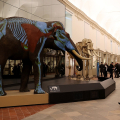 Riapre al pubblico il Museo Regionale di Scienze Naturali