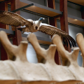Riapre al pubblico il Museo Regionale di Scienze Naturali