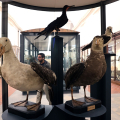 Riapre al pubblico il Museo Regionale di Scienze Naturali