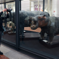 Riapre al pubblico il Museo Regionale di Scienze Naturali