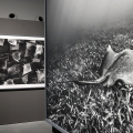 Alle Gallerie d’Italia la mostra 'Cristina Mittermeier. La grande saggezza'