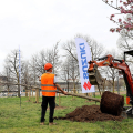 Piazza d'Armi: piantumazione di alberi offerti da Suzuki e Torino FC alla città