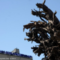 Il Limine di Giuseppe Penone alla GAM