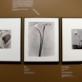Tina Modotti, l'opera a CAMERA - Centro Italiano per la Fotografia