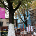 Scuole in cantiere. Visita guidata nella scuola primaria Pestalozzi