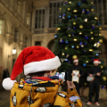 L'albero di Natale allestito nel Cortile d’Onore di Palazzo Civico