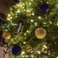 L'albero di Natale allestito nel Cortile d’Onore di Palazzo Civico