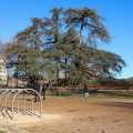 Il Parco del Valentino si rinnova: riaperto il primo viale riqualificato