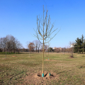 Al parco Colonnetti nasce il Bosco del Toro, l’iniziativa di Suzuki e Torino Fc per una città ancora più verde