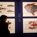Da Botticelli a Mucha: la bellezza attraverso i secoli in mostra a Musei Reali di Torino