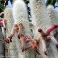 Serra delle piante succulente