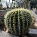 Serra delle piante succulente
