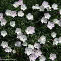 Alpineto: Dianthus petraeus