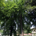 Il tiglio argentato del 1750 e il Ginkgo biloba