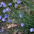 Piante officinali: Linum usitatissimum