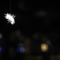 Laure Prouvost. WE FELT A STAR DYING