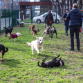 Inaugurata la nuova area cani “Galileo Ferraris” nel cuore della città