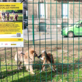 Inaugurata la nuova area cani “Galileo Ferraris” nel cuore della città