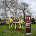 29 nuovi alberi in piazza d’Armi e via Filadelfia grazie a Suzuki e Torino FC
