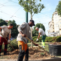 Torino cresce nel verde e nella salute, al via il piano per le alberate storiche