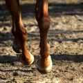2105_montebello_6405