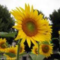 Girasoli