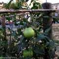 Ortopolitano Nizza