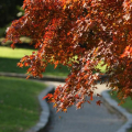Autunno al giardino Botanico
