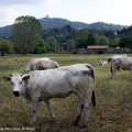Mucche al parco del Meisino