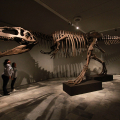 Scheletro di Giganotosauro