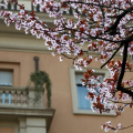 2103_primavera_0857
