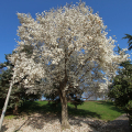 2103_primavera_2346