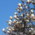 2103_primavera_2348