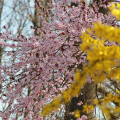 2103_primavera_2356