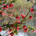 2103_primavera_2366