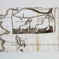 Steller\'s Sea Cow representation through time