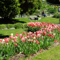 Parco del Valentino, giardino roccioso