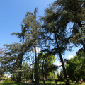 Il cedro