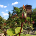 Il roseto