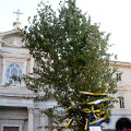 L\'albero della legalità
